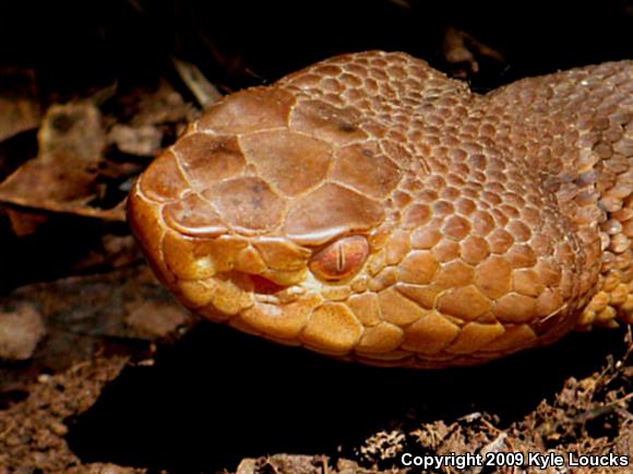 Northern  Copperhead (Agkistrodon contortrix mokasen)