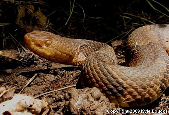 Northern  Copperhead (Agkistrodon contortrix mokasen)