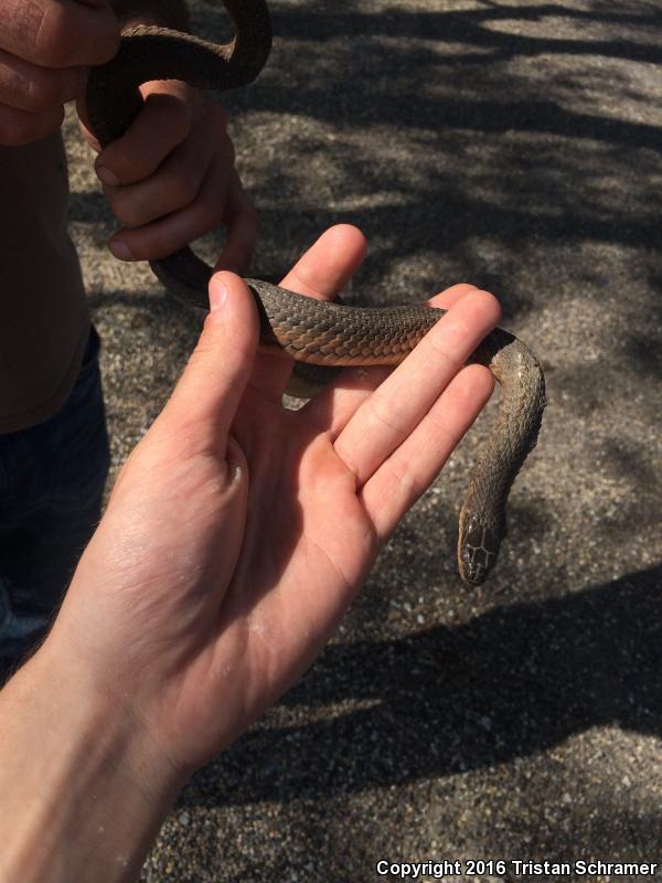 Graham's Crayfish Snake (Regina grahamii)