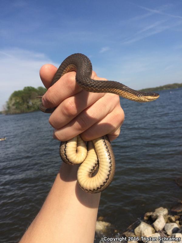 Graham's Crayfish Snake (Regina grahamii)