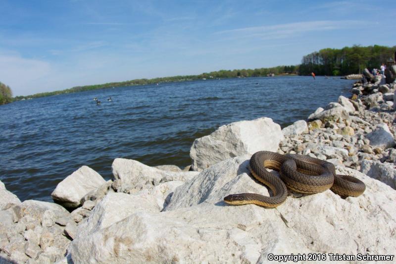 Graham's Crayfish Snake (Regina grahamii)