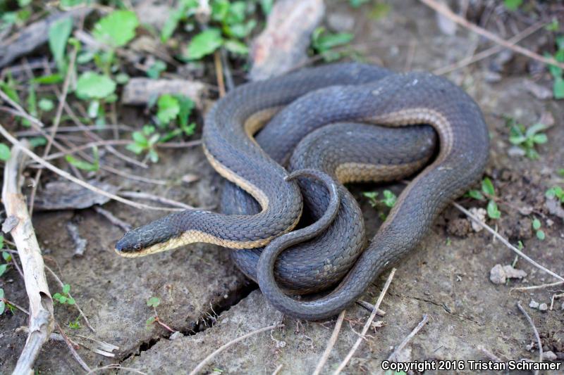 Graham's Crayfish Snake (Regina grahamii)