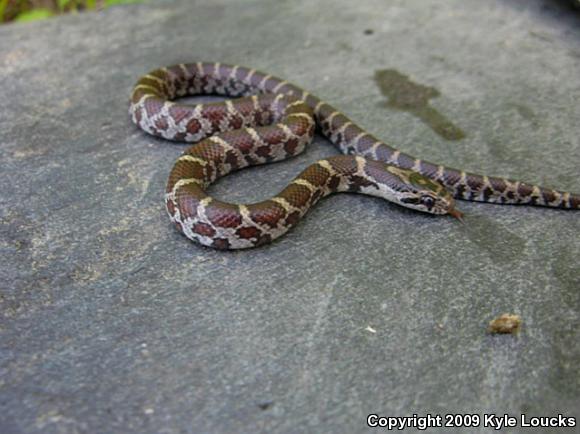 Eastern Milksnake (Lampropeltis triangulum triangulum)