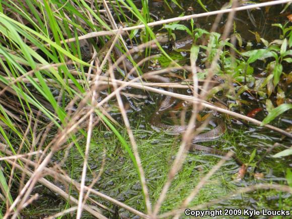 Northern Watersnake (Nerodia sipedon sipedon)