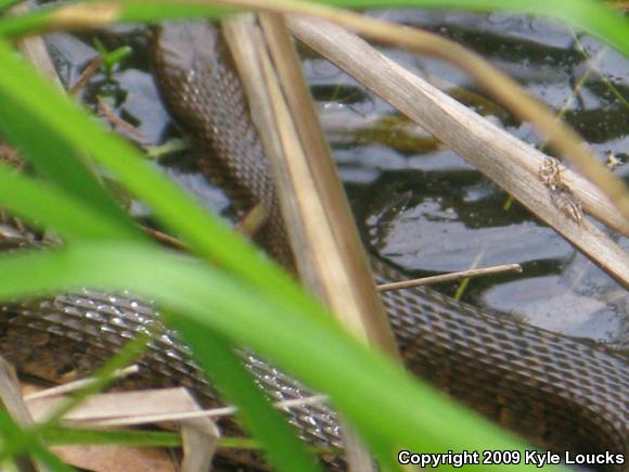 Northern Watersnake (Nerodia sipedon sipedon)