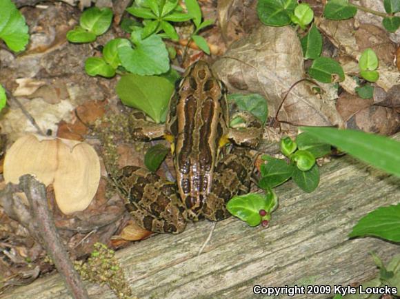 Pickerel Frog (Lithobates palustris)