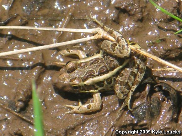 Pickerel Frog (Lithobates palustris)