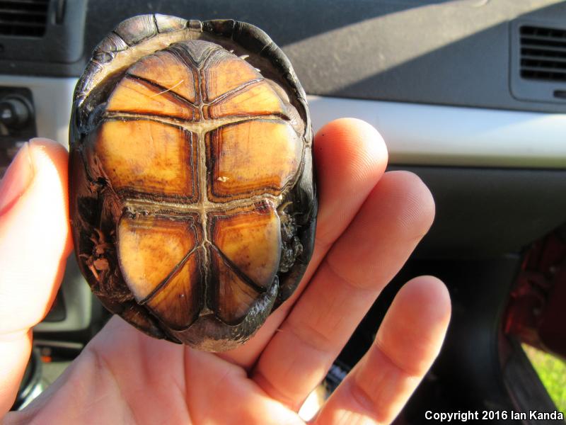 Mississippi Mud Turtle (Kinosternon subrubrum hippocrepis)