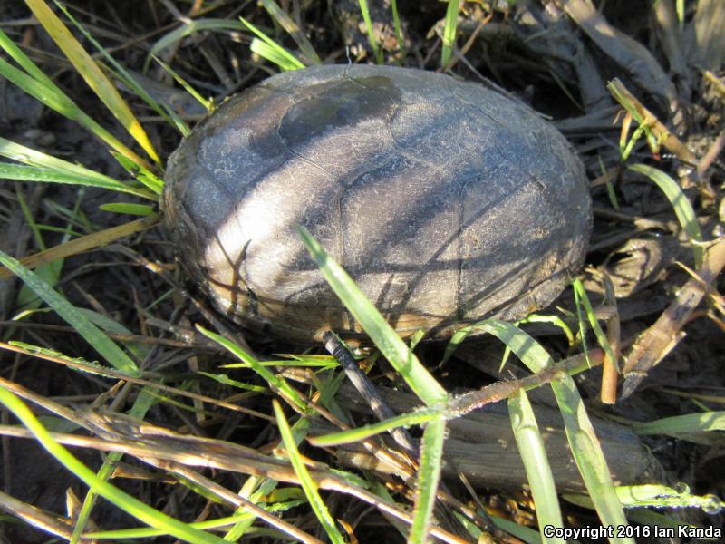 Mississippi Mud Turtle (Kinosternon subrubrum hippocrepis)