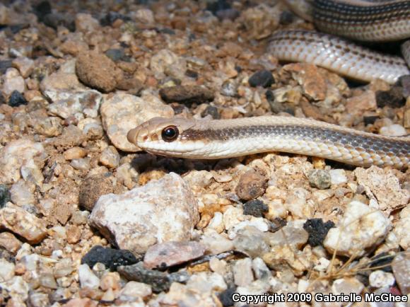 Western Patch-nosed Snake (Salvadora hexalepis)