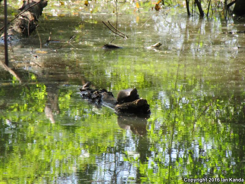 Mississippi Mud Turtle (Kinosternon subrubrum hippocrepis)