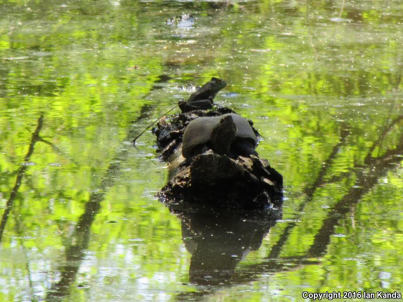 Mississippi Mud Turtle (Kinosternon subrubrum hippocrepis)