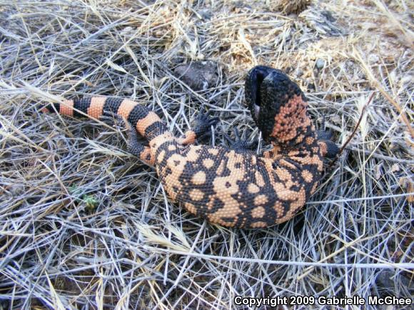 Gila Monster (Heloderma suspectum)