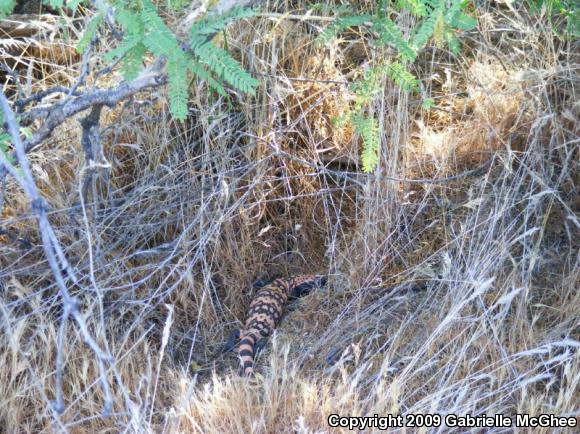 Gila Monster (Heloderma suspectum)