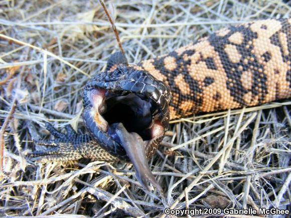 Gila Monster (Heloderma suspectum)