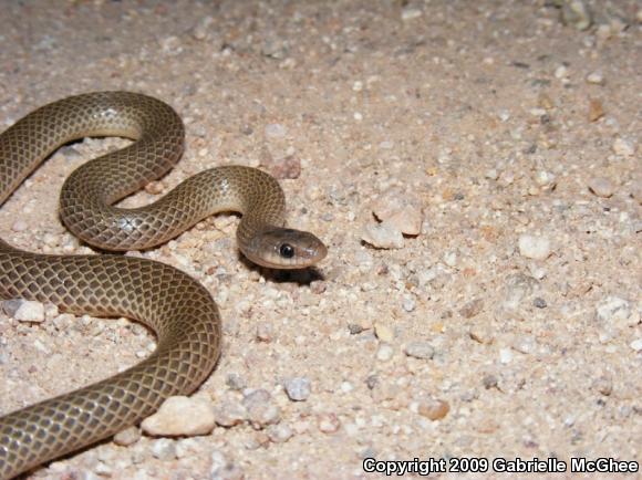 Western Groundsnake (Sonora semiannulata)