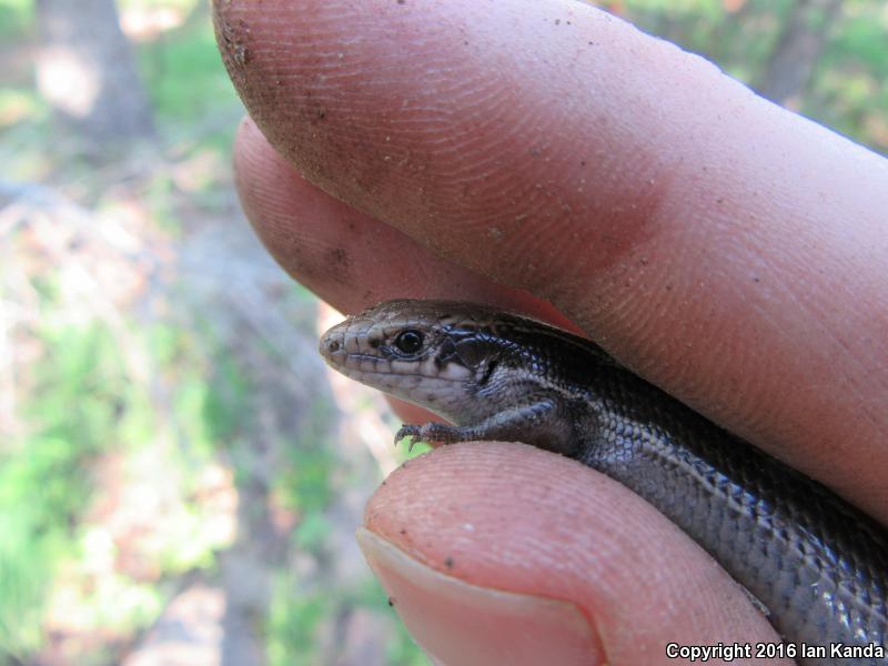 Southern Prairie Skink (Plestiodon septentrionalis obtusirostris)