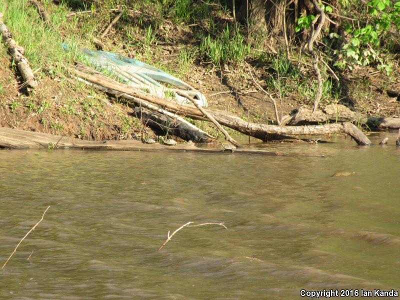 Ouachita Map Turtle (Graptemys ouachitensis ouachitensis)