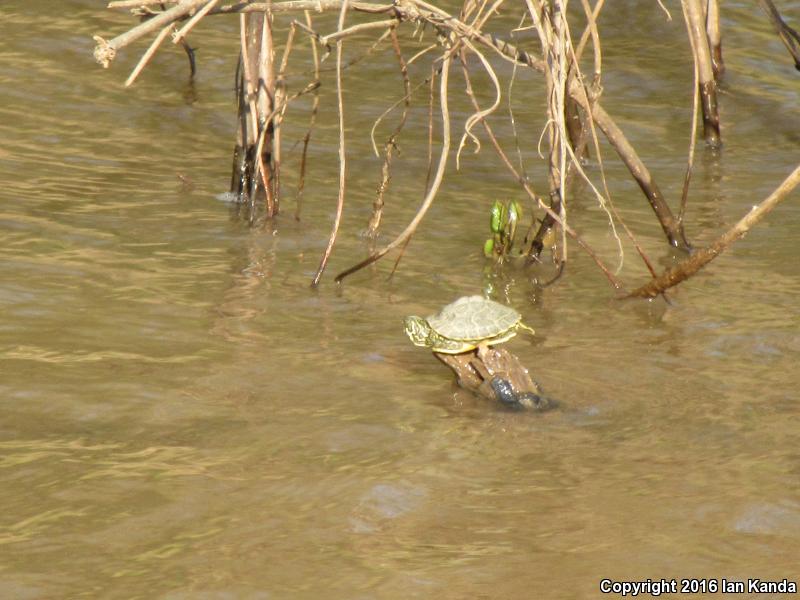 Ouachita Map Turtle (Graptemys ouachitensis ouachitensis)