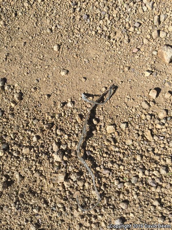 Brown Vinesnake (Oxybelis aeneus)