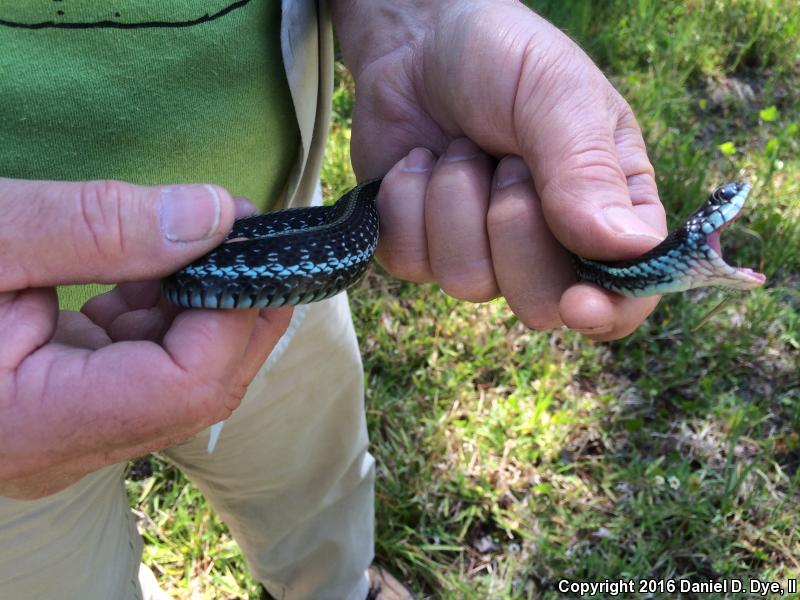 Blue-striped Gartersnake (Thamnophis sirtalis similis)