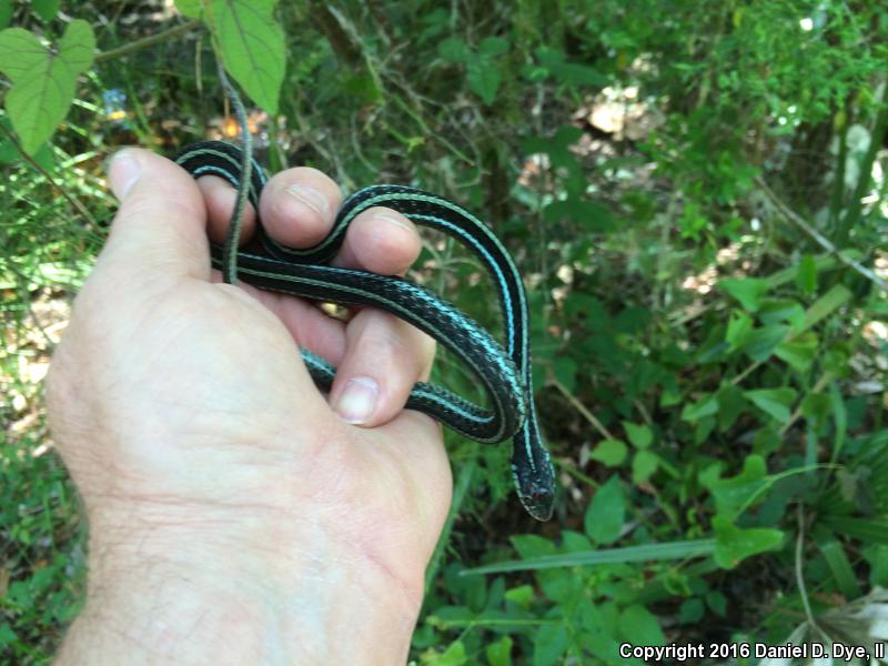 Blue-striped Gartersnake (Thamnophis sirtalis similis)