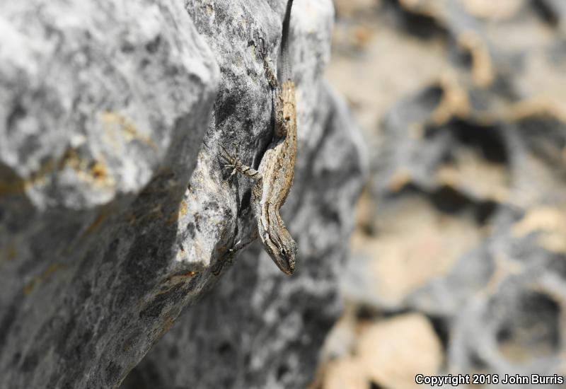 Texas Tree Lizard (Urosaurus ornatus ornatus)