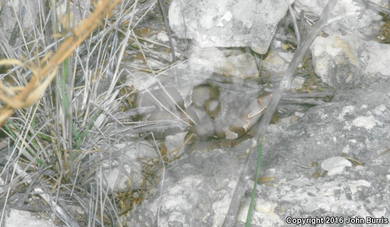 Trans-Pecos Copperhead (Agkistrodon contortrix pictigaster)