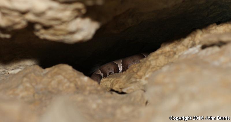 Trans-Pecos Copperhead (Agkistrodon contortrix pictigaster)