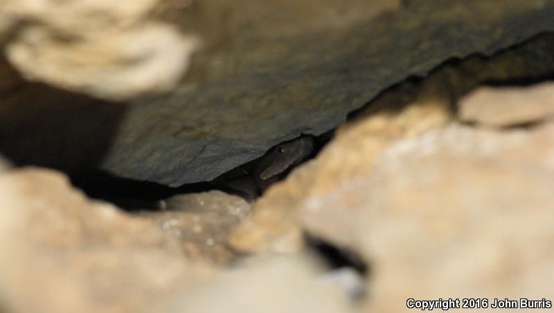 Trans-Pecos Copperhead (Agkistrodon contortrix pictigaster)