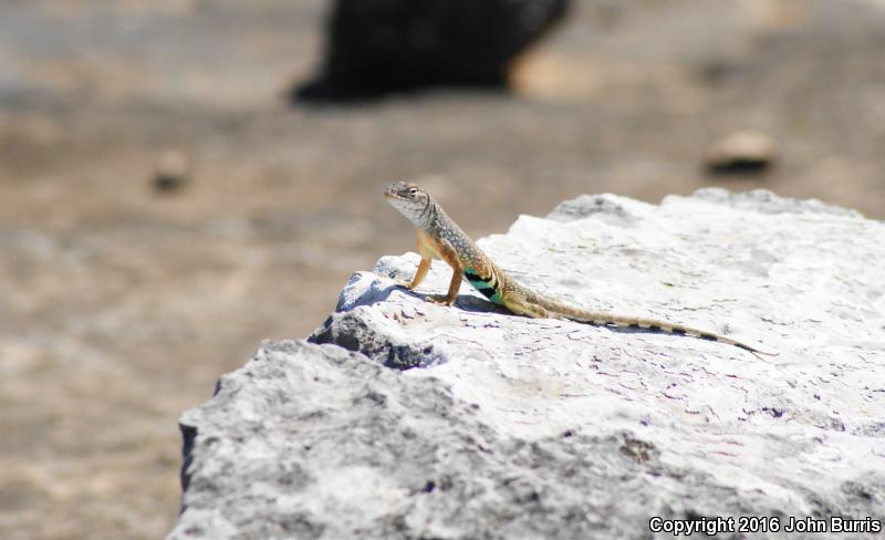 Texas Earless Lizard (Cophosaurus texanus texanus)