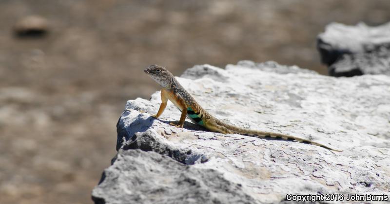 Texas Earless Lizard (Cophosaurus texanus texanus)