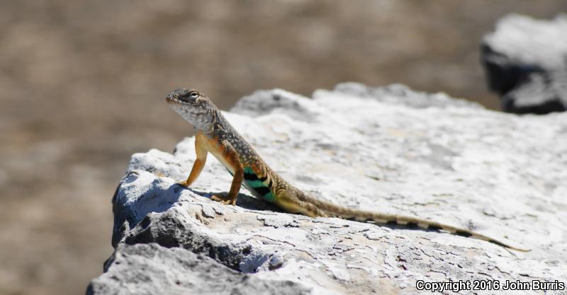 Texas Earless Lizard (Cophosaurus texanus texanus)