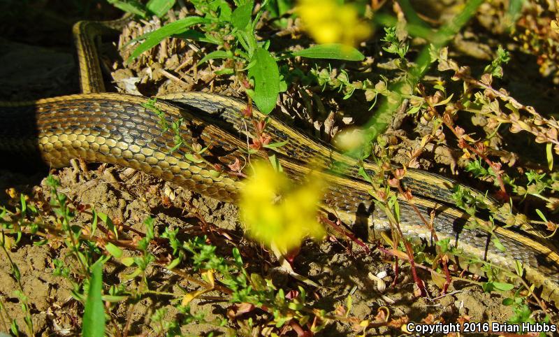 Giant Gartersnake (Thamnophis gigas)