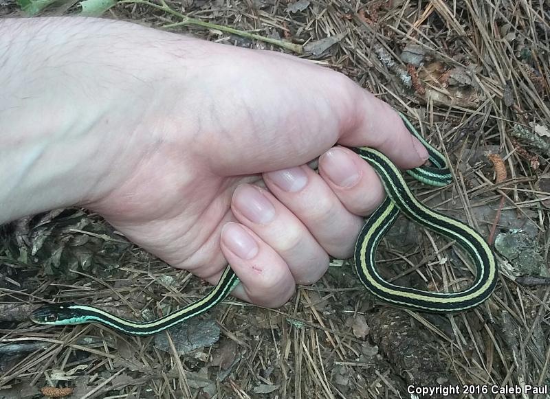 Gulf Coast Ribbonsnake (Thamnophis proximus rutiloris)