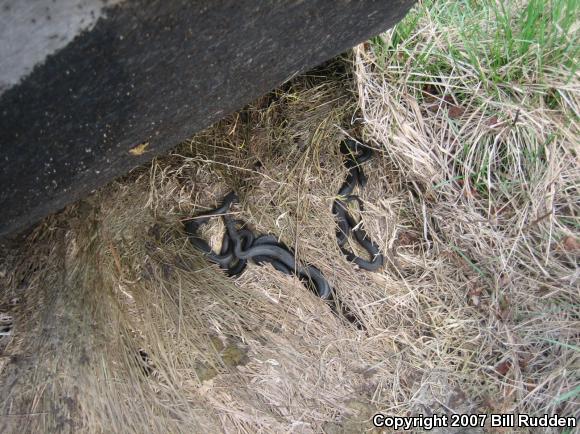 Blue Racer (Coluber constrictor foxii)