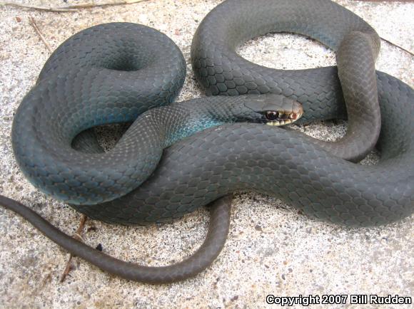 Blue Racer (Coluber constrictor foxii)
