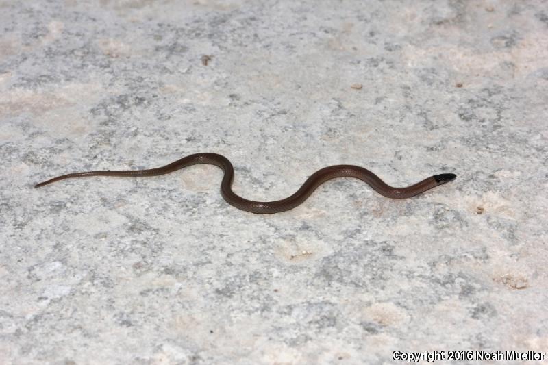 Central Florida Crowned Snake (Tantilla relicta neilli)