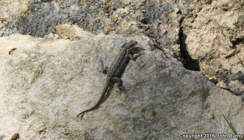 Texas Tree Lizard (Urosaurus ornatus ornatus)