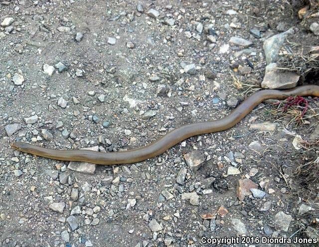 Northern Rubber Boa (Charina bottae)