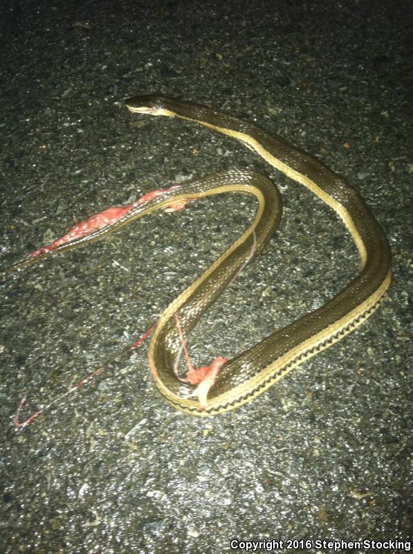 Graham's Crayfish Snake (Regina grahamii)