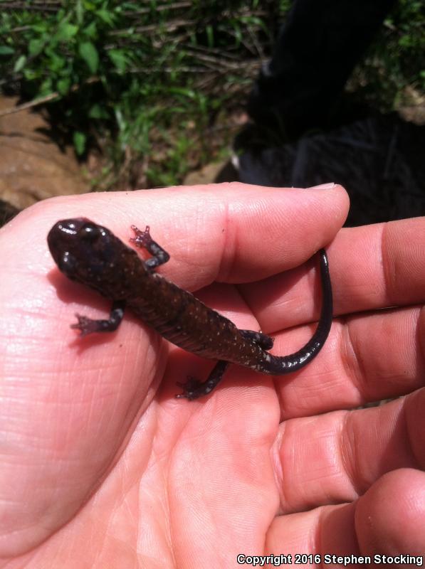 Rich Mountain Salamander (Plethodon ouachitae)