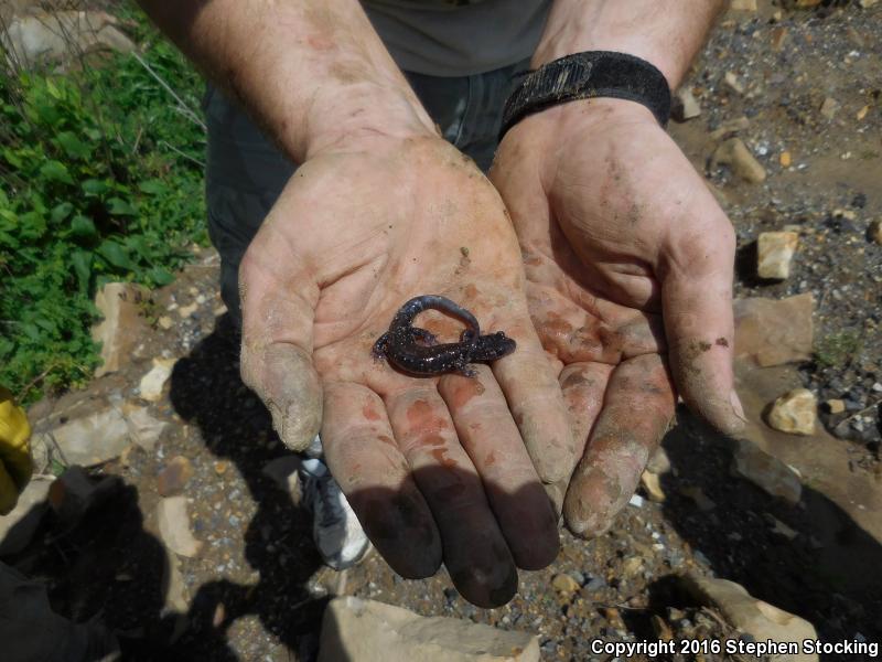 Rich Mountain Salamander (Plethodon ouachitae)