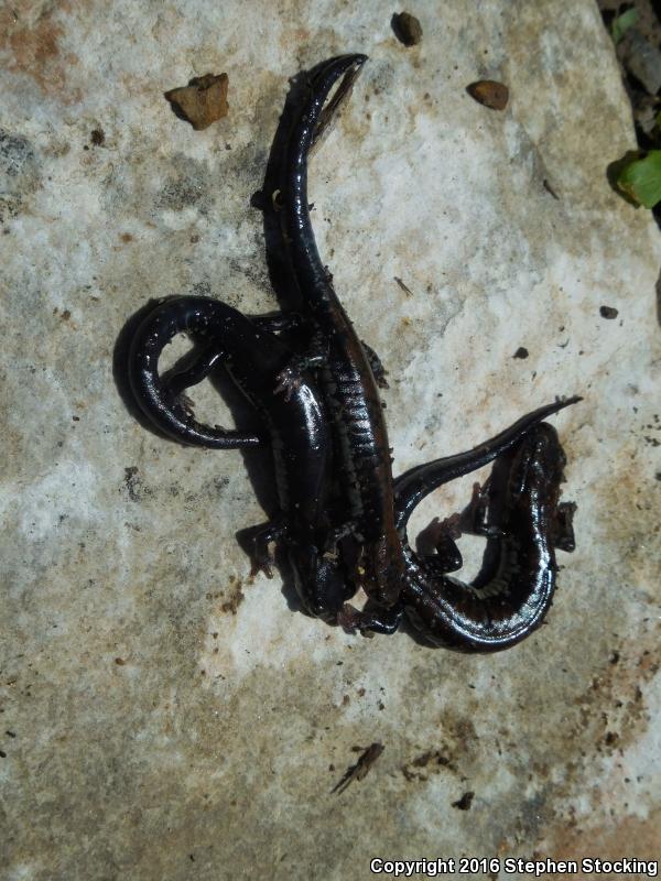 Rich Mountain Salamander (Plethodon ouachitae)