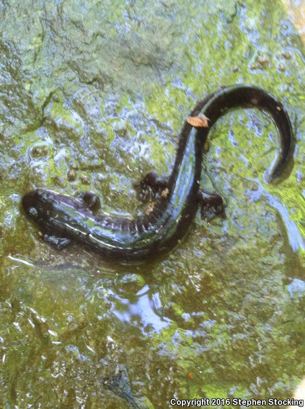 Ouachita Dusky Salamander (Desmognathus brimleyorum)