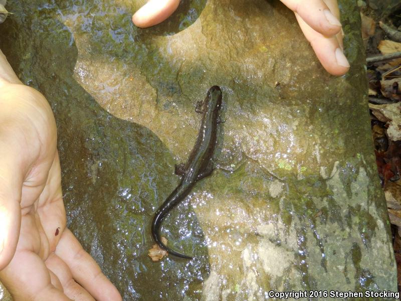 Ouachita Dusky Salamander (Desmognathus brimleyorum)