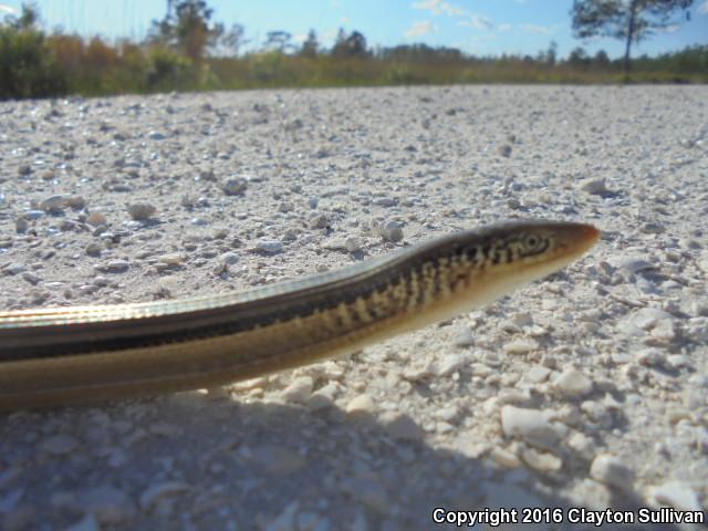 Island Glass Lizard (Ophisaurus compressus)