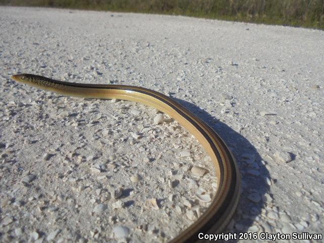 Island Glass Lizard (Ophisaurus compressus)