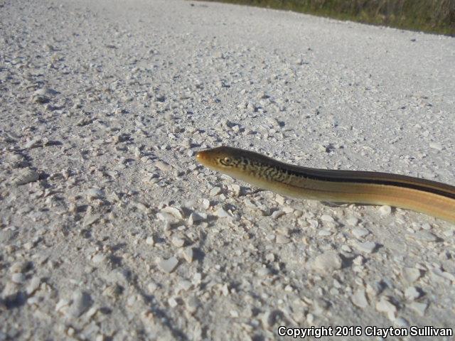 Island Glass Lizard (Ophisaurus compressus)