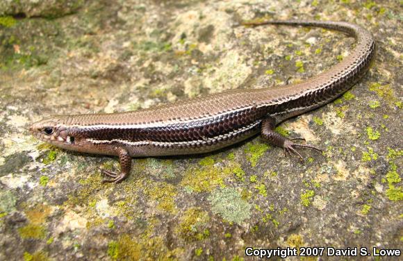 Southern Coal Skink (Plestiodon anthracinus pluvialis)